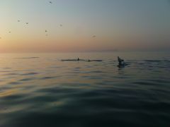 Dolphins breaching at dawn on the ledge