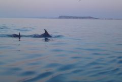 Dolphins on christchurch ledge