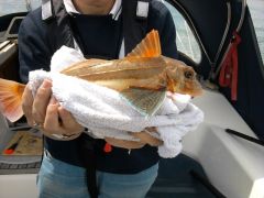 Carol's Tub Gurnard