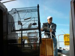 One Man And His (Ship's) Parrot