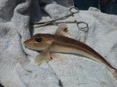 Carol's Grey Gurnard