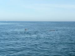 The Dolphins In The swash (13)