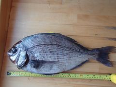 3 9oz Bream